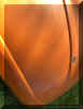 Orange_beetle_bonnet_vented_1300_3.JPG (348787 bytes)